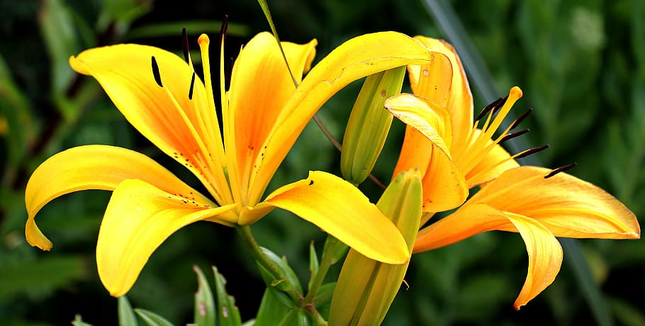 closeup photography of yellow daylilies, lily, flowers, early, HD wallpaper