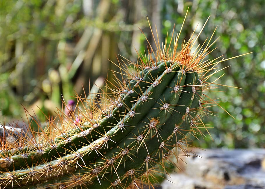 cactus, spur, green, prickly, plant, thorns, nature, pointed HD wallpaper