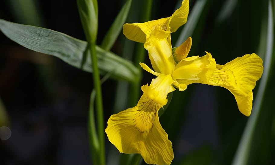 yellow, iris, flower, blossom, bloom, nature, lily family, garden HD wallpaper