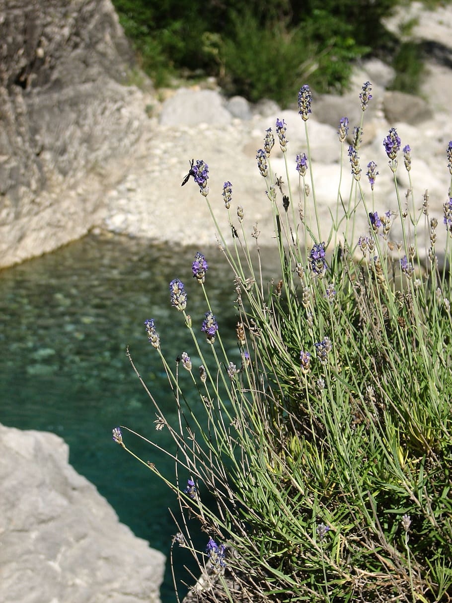 lavender, pond, pool, nature, water, flower, calming, travel HD wallpaper