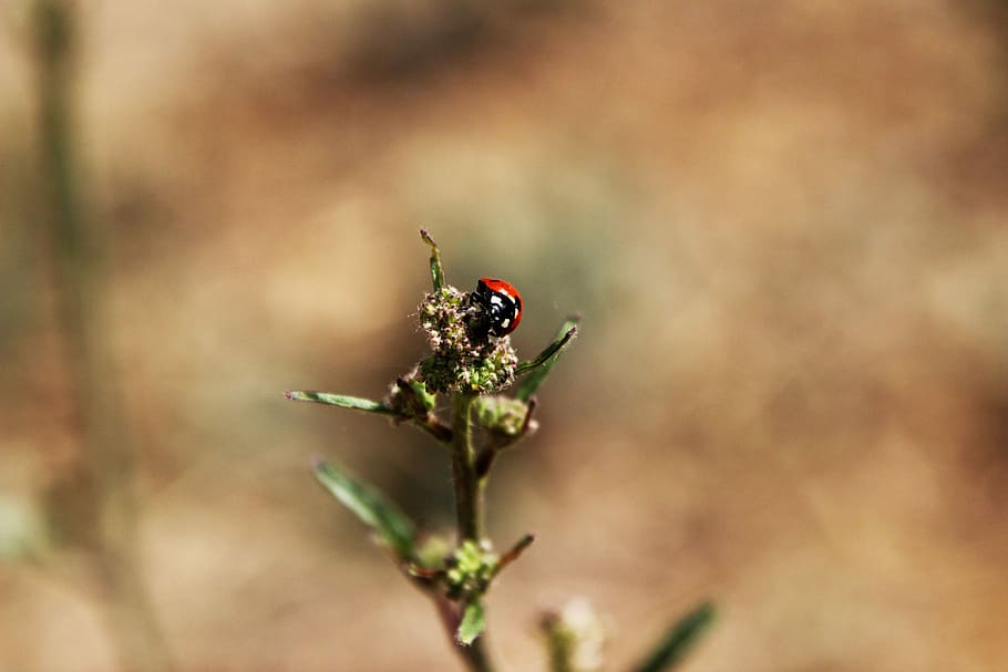 Ladybug, Nature, Insect, Outdoors, ladybird, meadow, one animal HD wallpaper