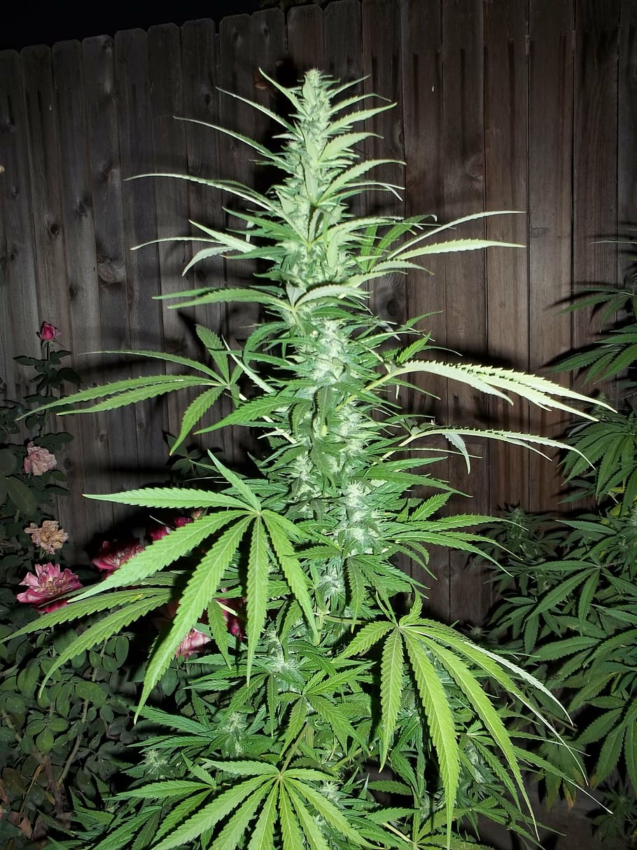 photo of cannabis plant, weed, marijuana, ganja grow, leaves
