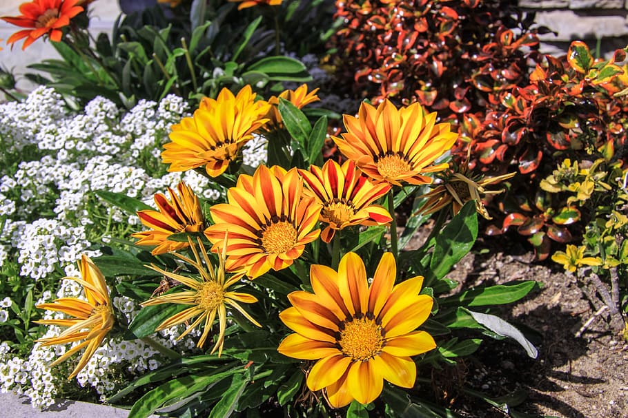 flowers, september 1, classes, lessons, bouquet, holiday, uniform HD wallpaper