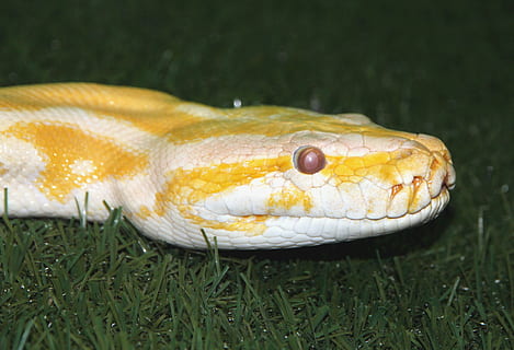 tiger python, python move, albino, snake, creeping things, animals HD wallpaper
