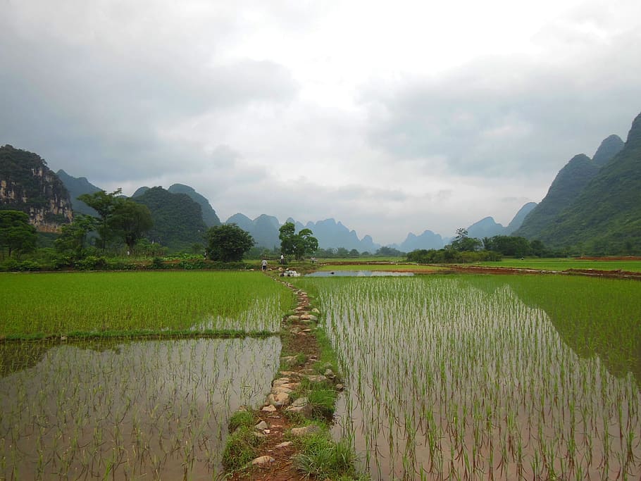 photo of rice field across mountains during daytime, Yunnan, China