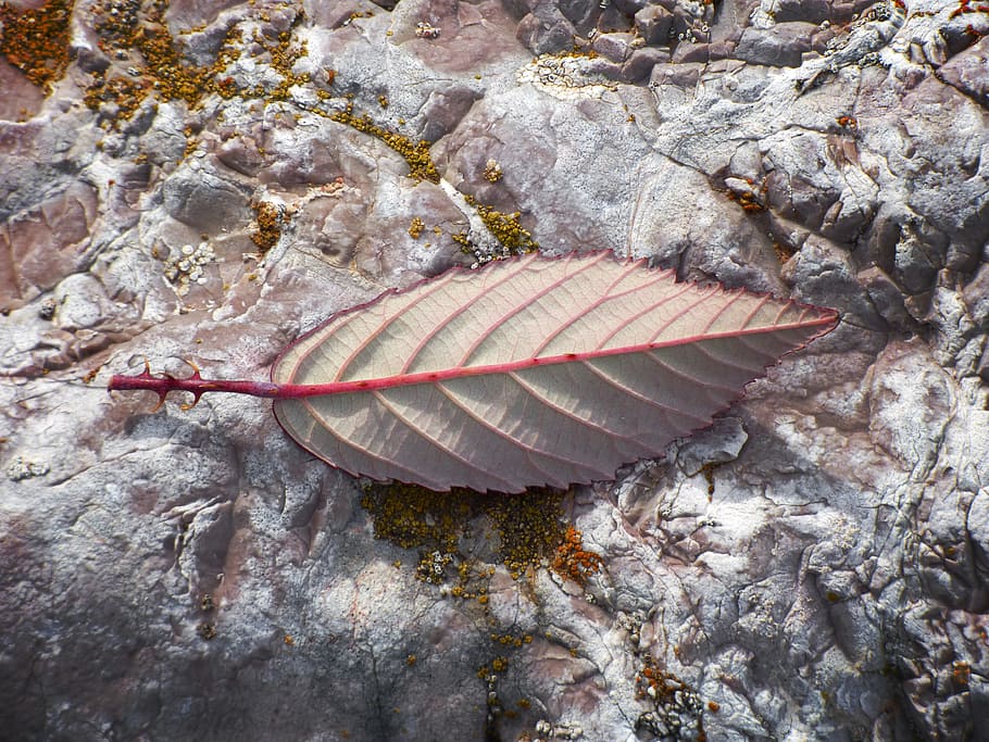 Leaf, Reverse, Detail, Blackberry, thorns, nature, close-up HD wallpaper