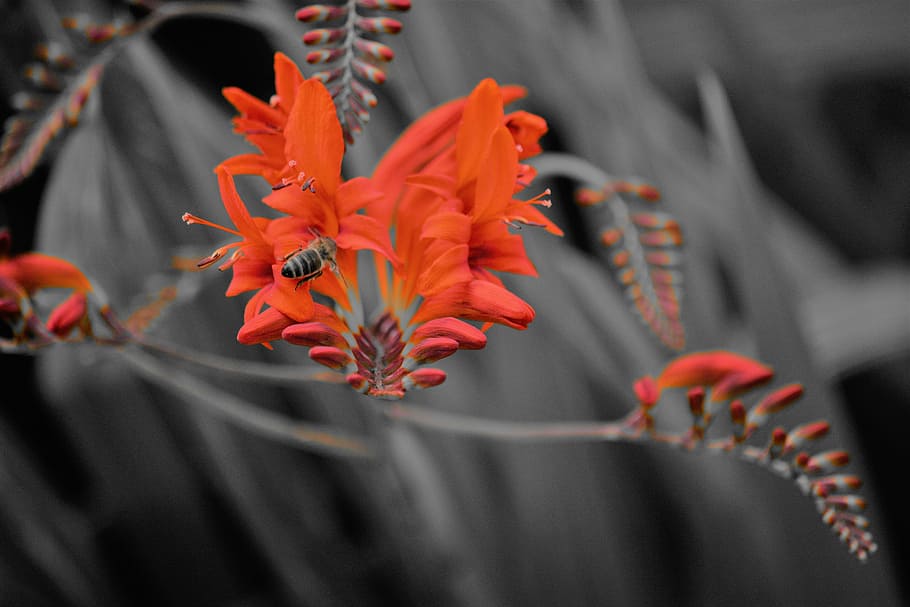 fleur, la nature, pollen, flower, flowering plant, vulnerability HD wallpaper