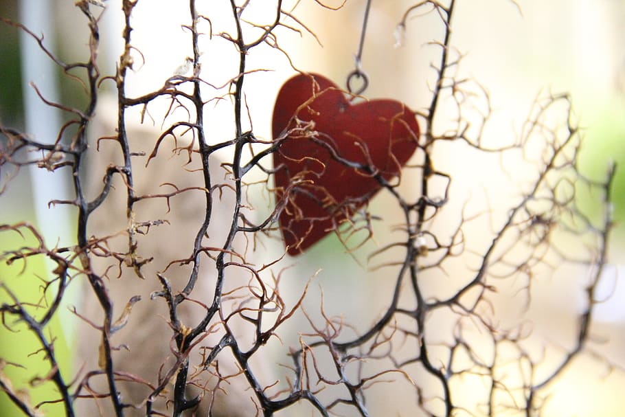 deco, heart, romantic, branch, no people, plant, focus on foreground HD wallpaper