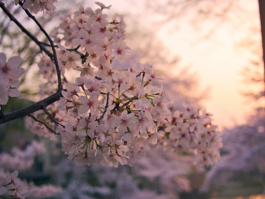 cherry, flowers, pink, spring, flowering, tree, white flower HD wallpaper