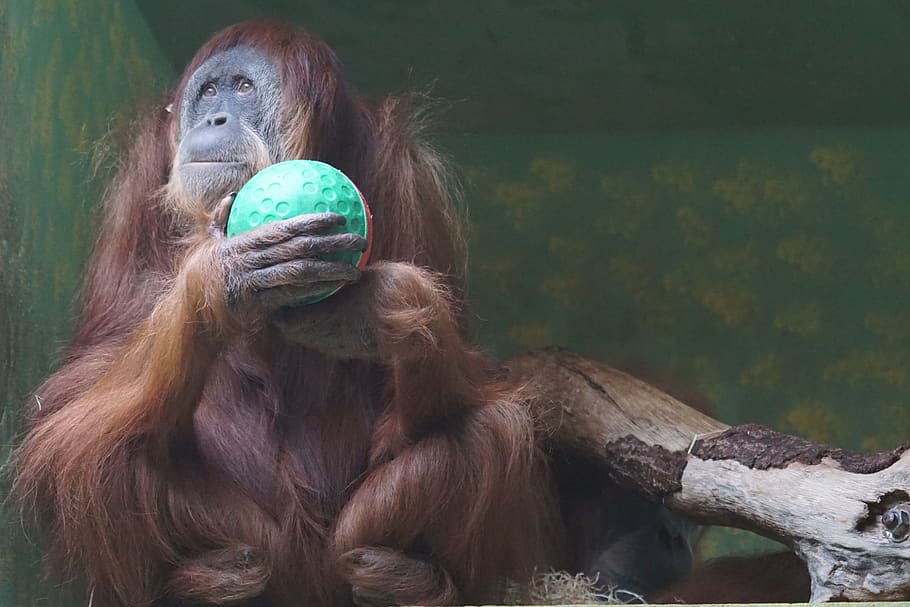 monkey, oran utan, dreamy, mammal, no people, vertebrate, hair HD wallpaper