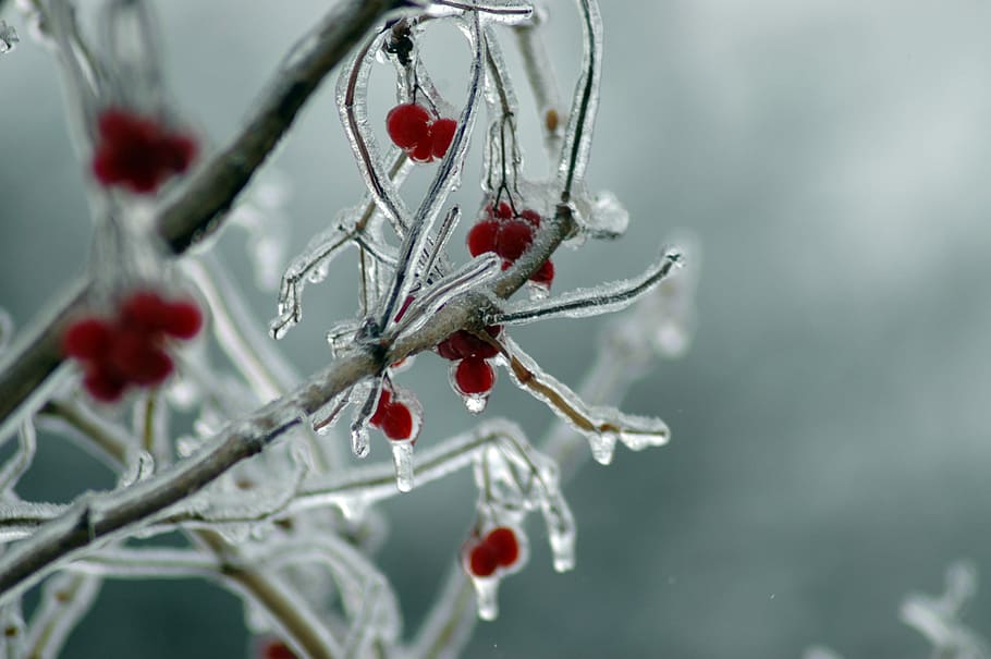 frozen berry from my backyard, cherries covered in ice, tree HD wallpaper