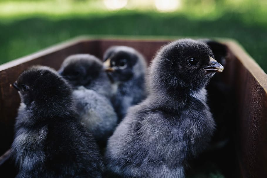 Black baby chicks, animal, cute, adorable, bird, chicken, easter, HD wallpaper