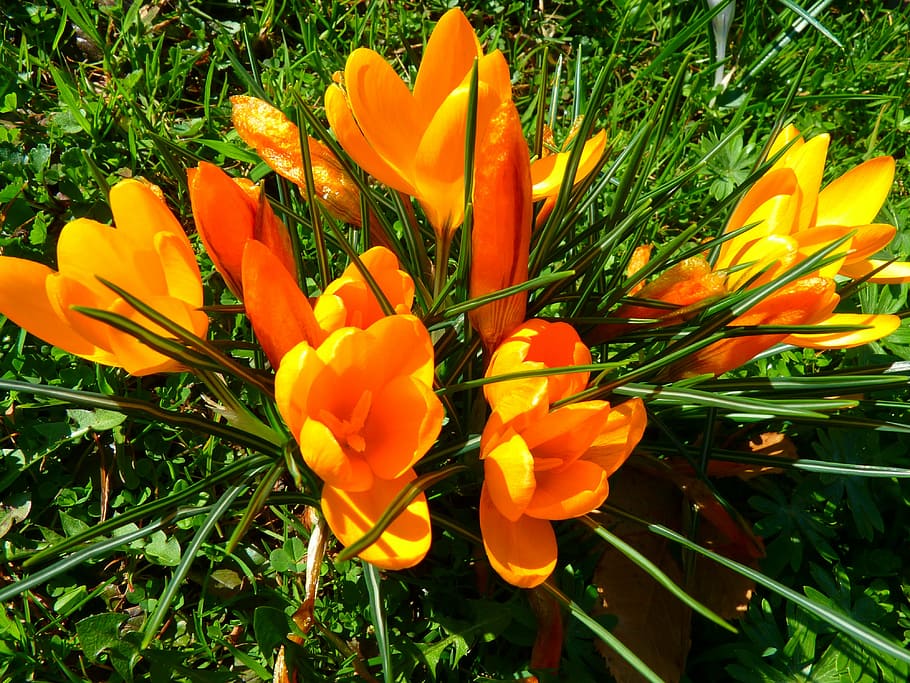 orange flowers, crocus, spring, bühen, yellow, nature, tulip HD wallpaper
