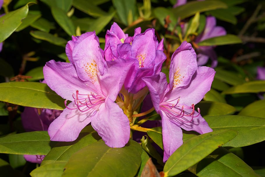 blossom, bloom, rhododendron, spring, flower, nature, plant HD wallpaper