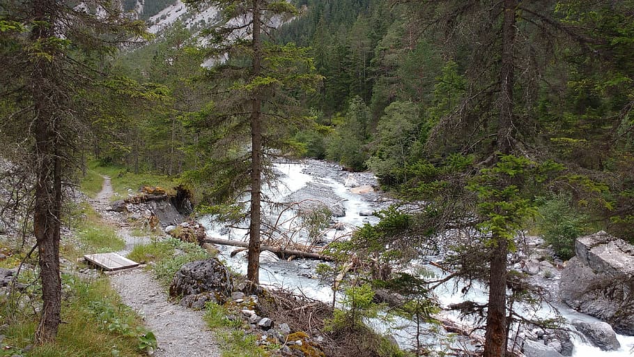 river, tree, forest, plant, beauty in nature, land, non-urban scene HD wallpaper