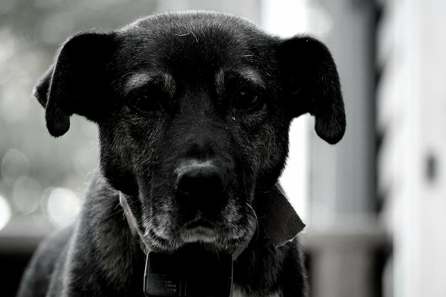 dog, rustic, black, white, animal, pet, home, vintage, fast HD wallpaper
