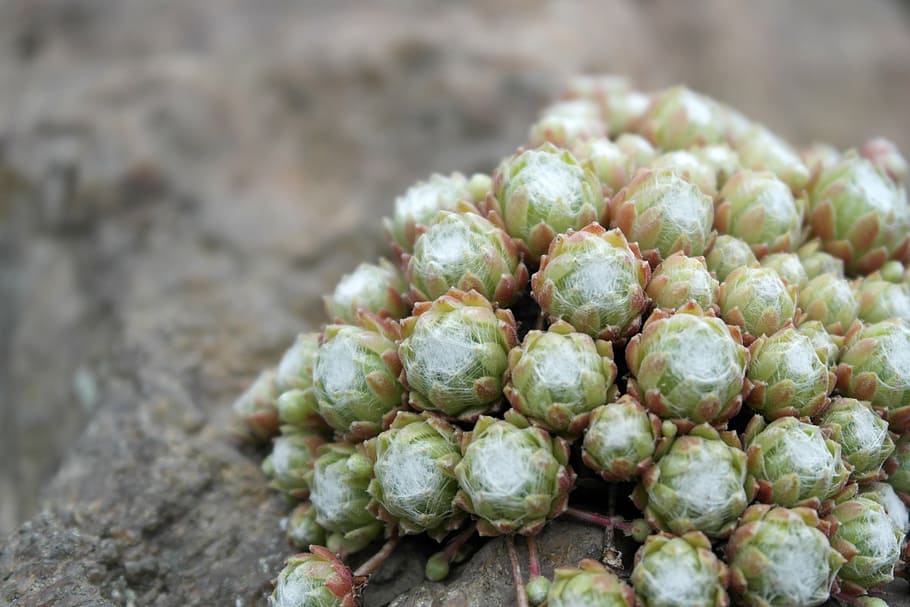 plant, stone, rocks, green, nature, food and drink, healthy eating HD wallpaper