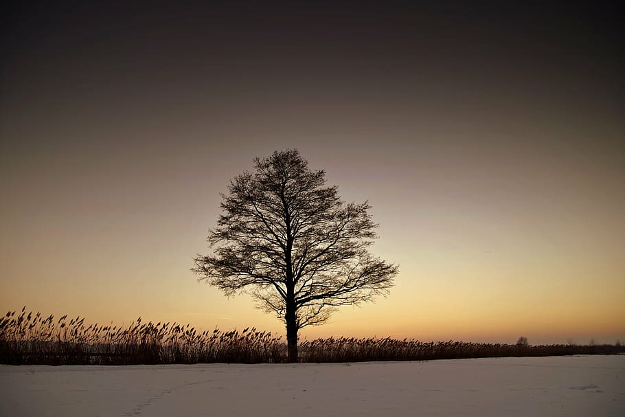 tree during sunset, lonely, winter, twilight, west, snow, plain