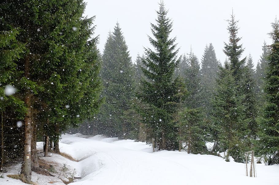 pine tree forest, Jizerka, Snow, Snowing, Spruces, Winter, frost HD wallpaper