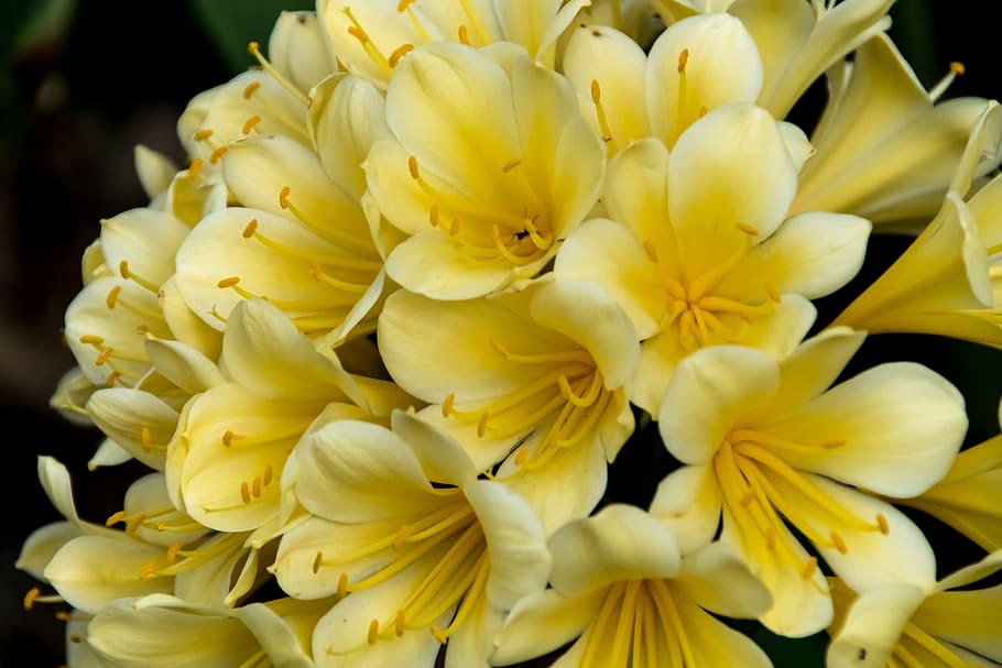 clivia, yellow, bulb, flower, floral, bloom, blossom, petals HD wallpaper