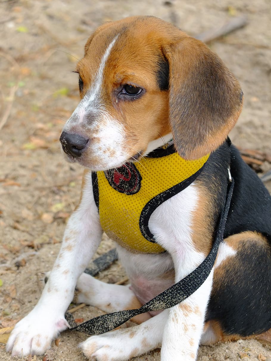 view, puppy, seat, wait, dog, one animal, canine, domestic HD wallpaper