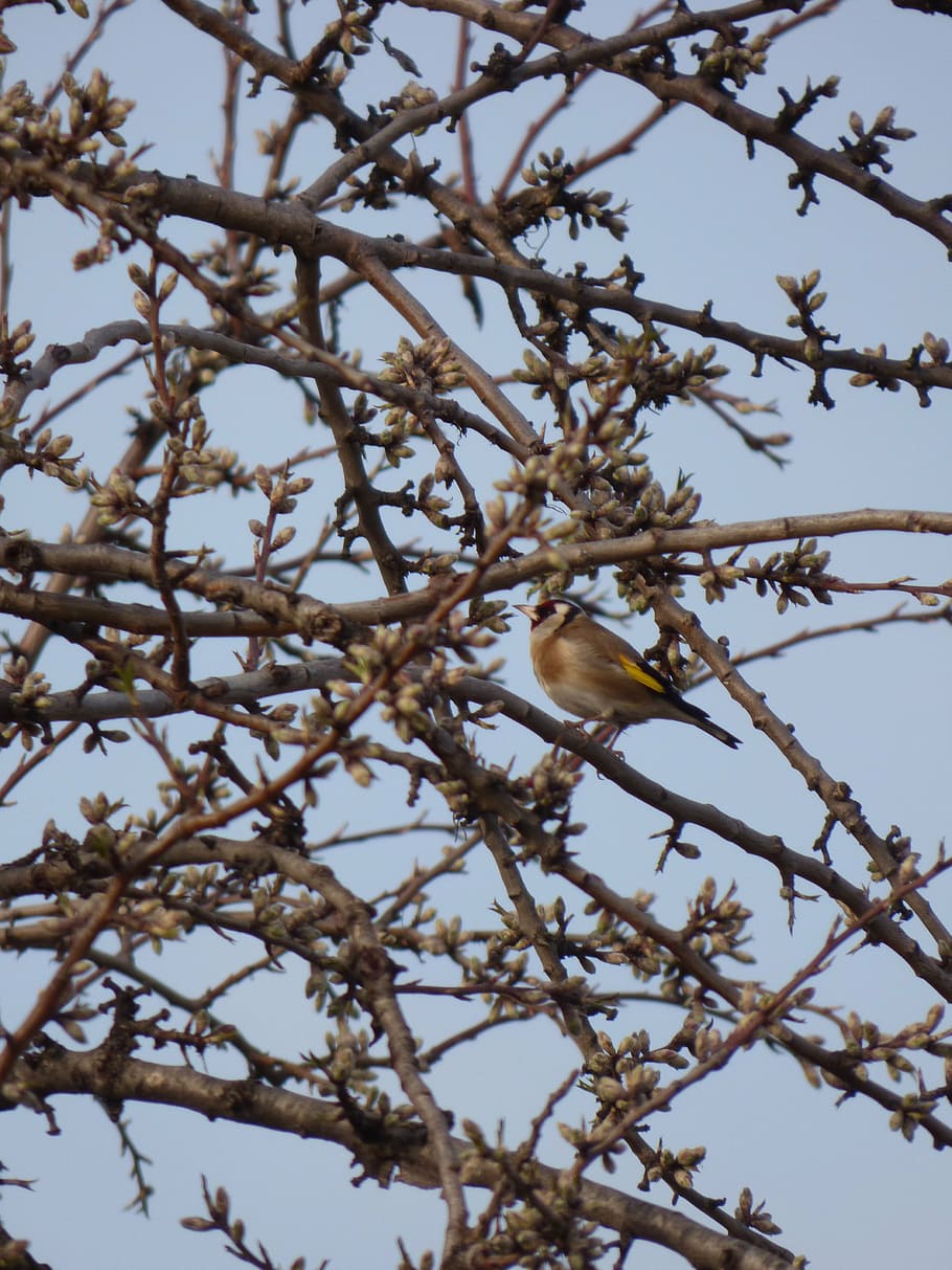 goldfinch, bird, cadernera, branches, carduelis carduelis, tree HD wallpaper