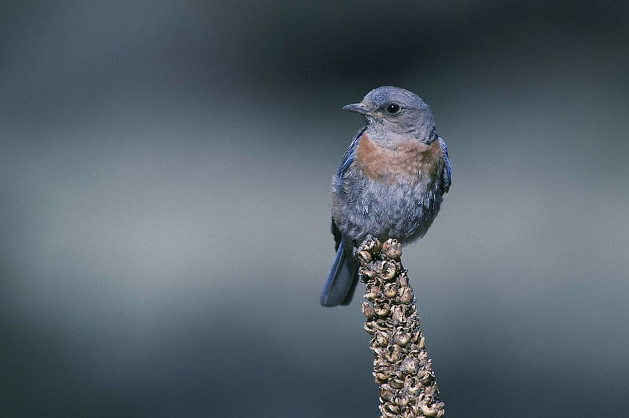 selective focus photography of blue bird perched on brown stem HD wallpaper