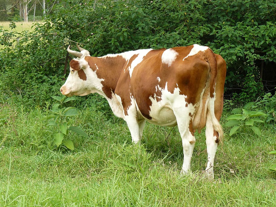 cow, farm, animal, dairy, cattle, mammal, white, milk, meadow, HD wallpaper