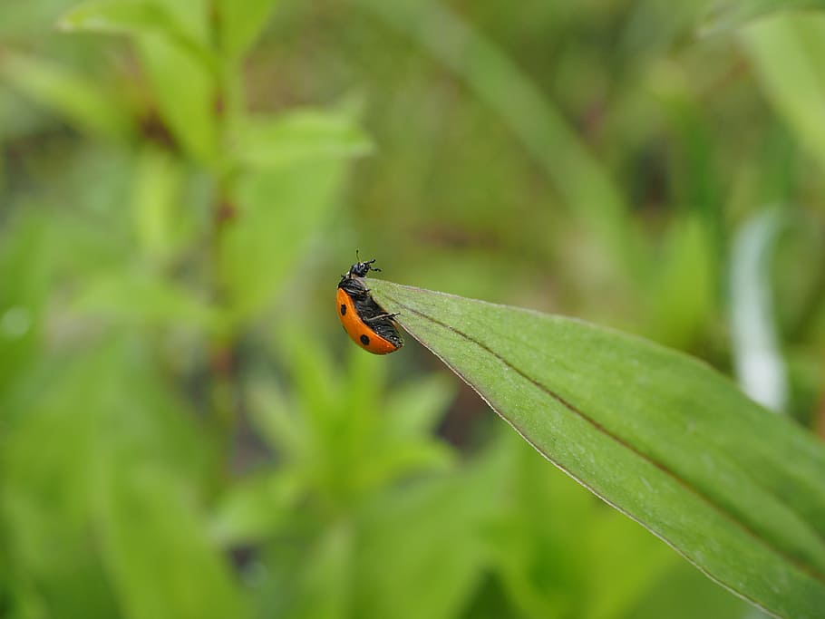 ladybug, coccinellidae, beetle, elytron, siebenpunkt ladybird HD wallpaper