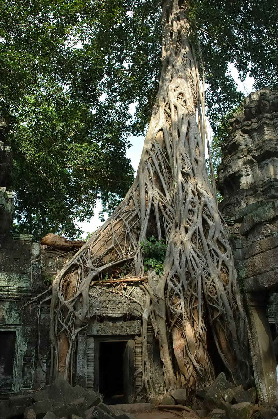 Temple trees. Камбоджа храм корни. Камбоджа деревья. Храм Камбоджа дерево. Камбоджа корни деревьев.