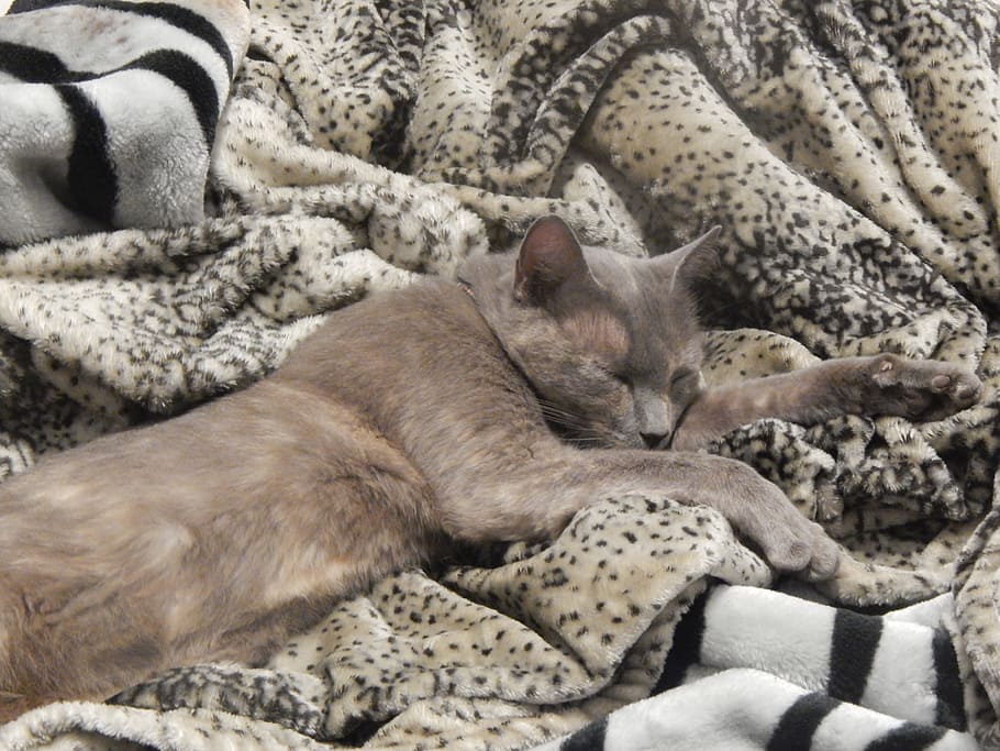 gata, grey, sleeping, skins, mammal, feline, cat, animal, pets HD wallpaper