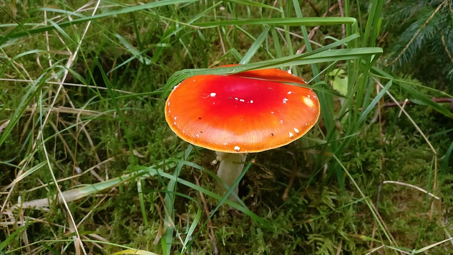sponge, red, forest, fly agaric, toxic, natural, denmark, green HD wallpaper