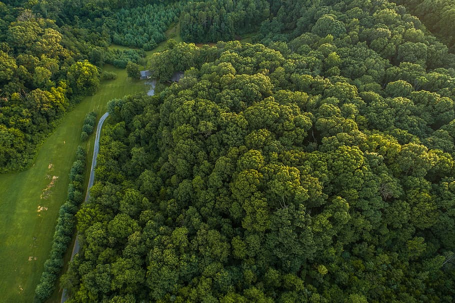 topview of green forest, aerial view of green trees during daytime
