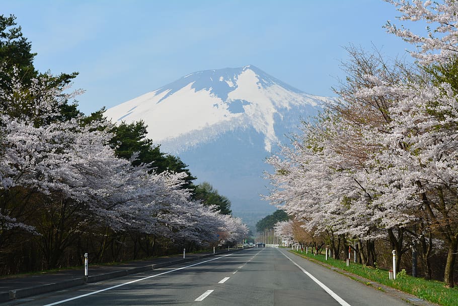 cherry blossoms, corridor, mountain, road, tree, transportation HD wallpaper