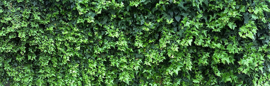 green grasses at daytime, ivy, fence, the vine, wall, young leaves HD wallpaper