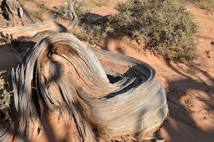 Root, Nature, Wood, Log, Tribe, tree root, natural energy, brown HD wallpaper