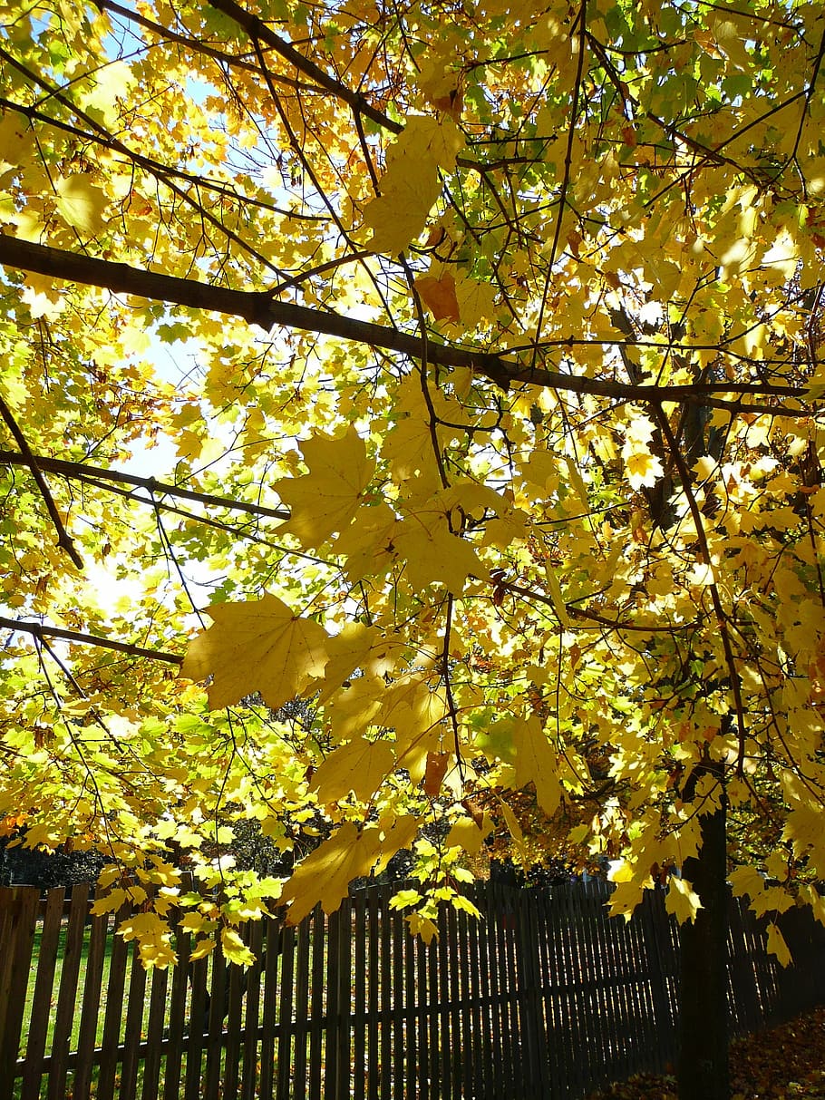 autumn, leaves, fall, yellow, fall leaves, nature, november HD wallpaper