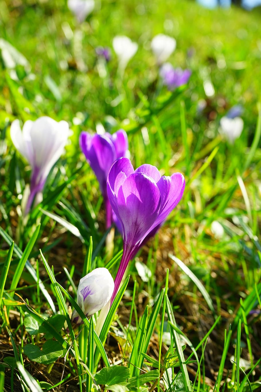 crocus, flower, spring, purple, blossom, bloom, close, white HD wallpaper
