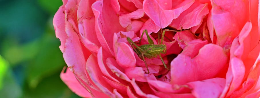 rose, grasshopper, close, insect, grille, nature, creature HD wallpaper
