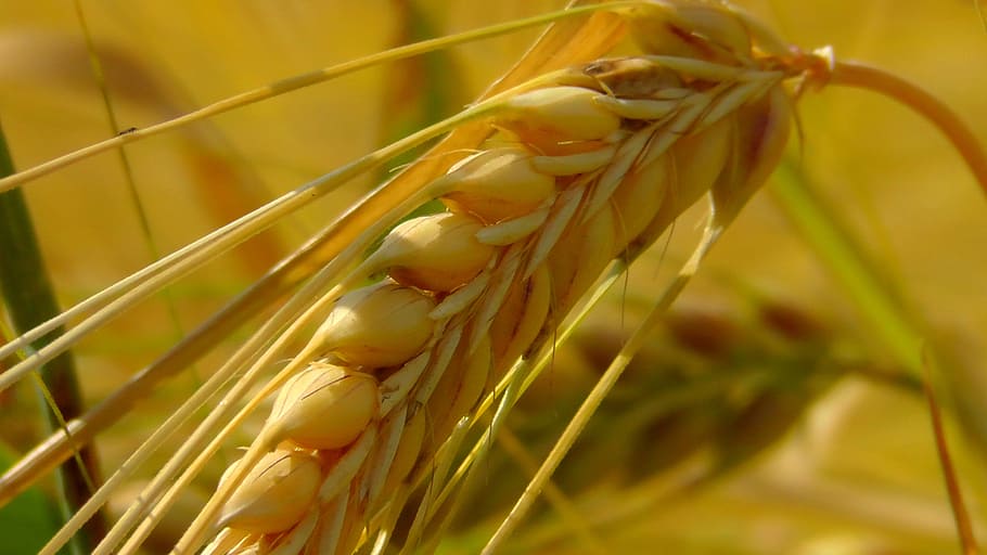 close up shot of grains, cereals, cornfield, ear, spike, awns HD wallpaper