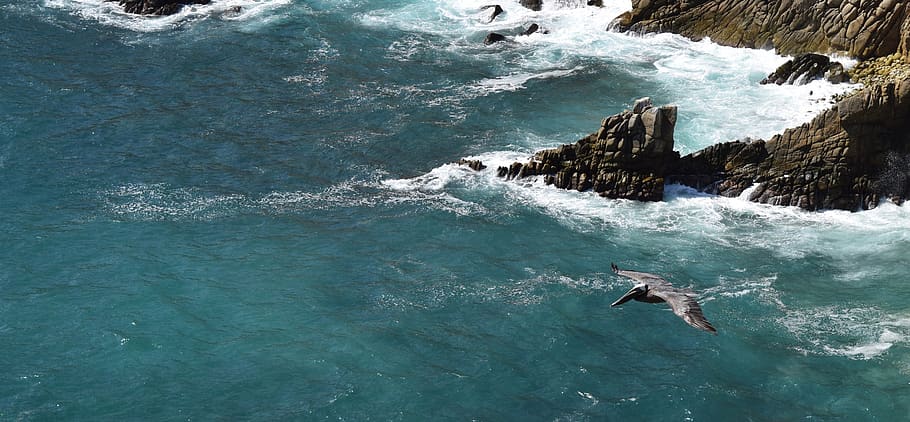 bird, cliffs, flying, pacific, ocean, acapulco, sea, water HD wallpaper