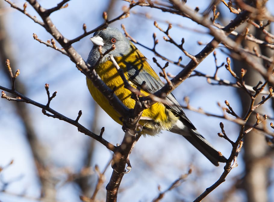 bird, nature, birds, tree, branch, animals in the wild, animal themes HD wallpaper