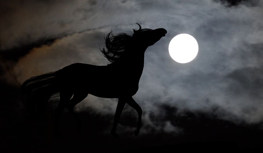 photograph silhouette horse, arab, moon, stallion, night, graphics