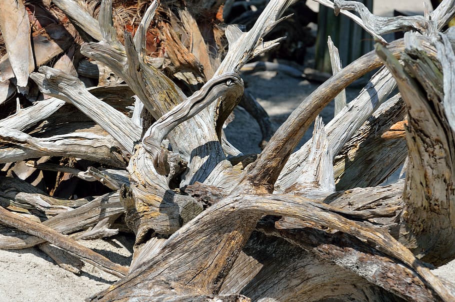 driftwood, beach, background, backdrop, sand, ocean, water HD wallpaper