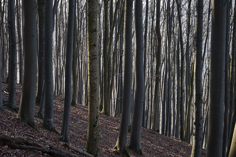 Beech Wood, Strains, Logs, beech logs, close close, book, trees HD wallpaper