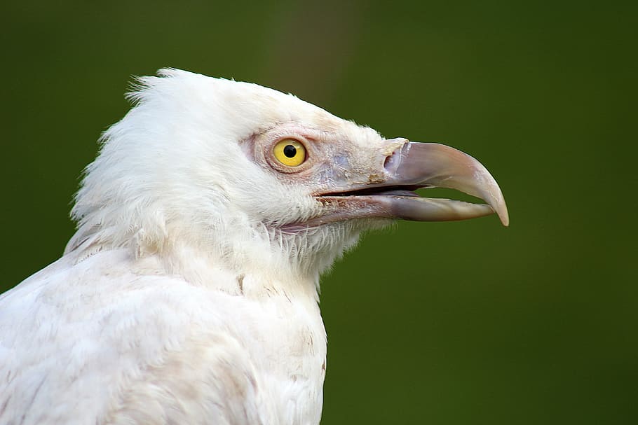 bird, feathered, wing, nature, fly, animal, wild, eagle, wildlife HD wallpaper