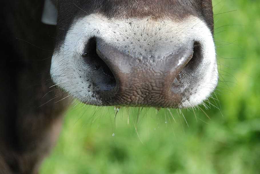 cow, graze, landscape, beef, cows, meadow, ruminant, agriculture HD wallpaper