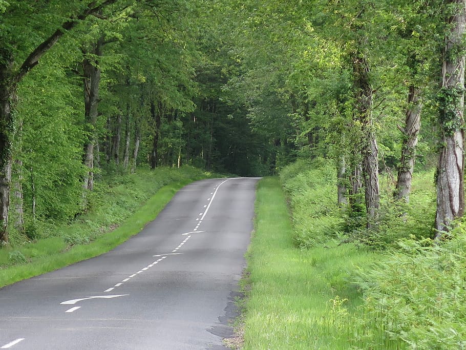 Road, Forest, based, tree, green color, nature, no people, plant HD wallpaper