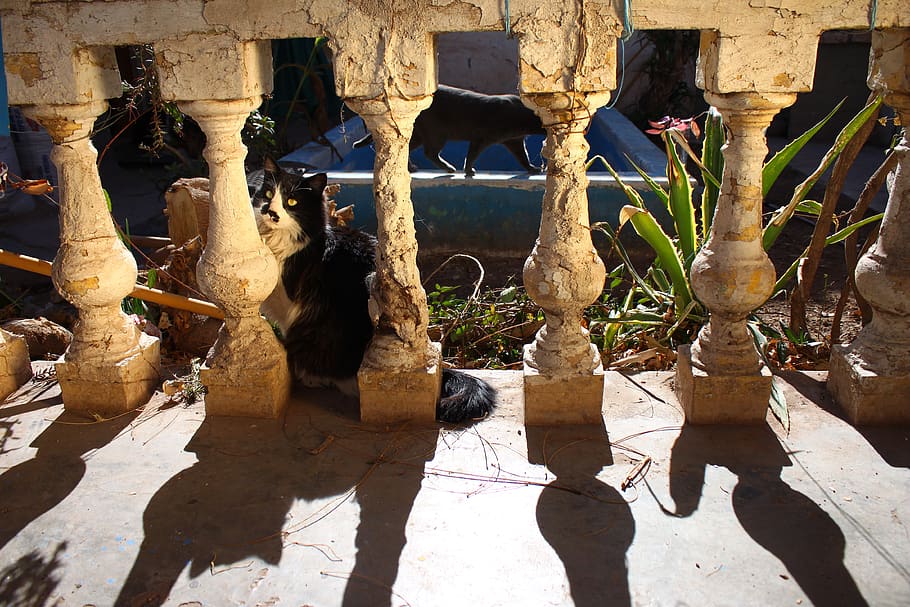 shadow, columns, old, cat, shadows, sun, animals, sunlight HD wallpaper