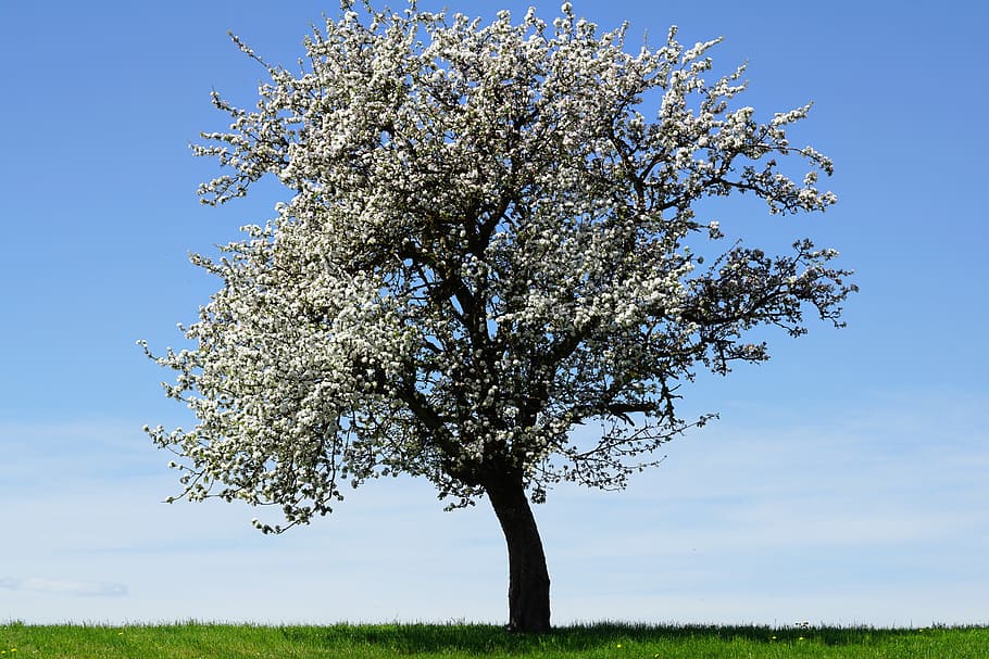 green leaf tree surrounded by grass, apple tree, flowers, apple blossoms HD wallpaper